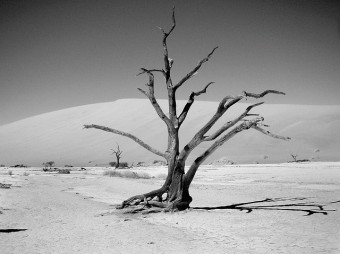 Trockene Zeiten in der Weimarer Republik Verdorrter Baum in einer Trockenwüste